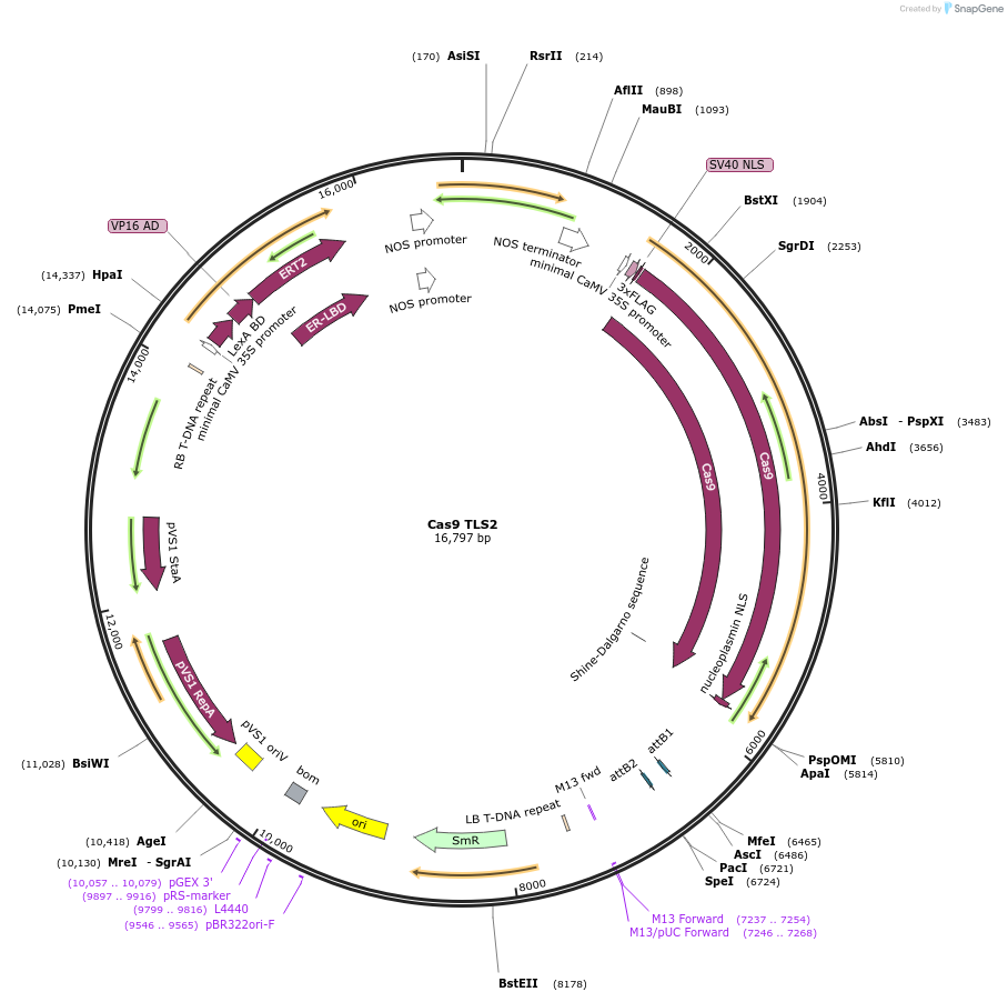 196978-plasmid-map-sequence-id-390447