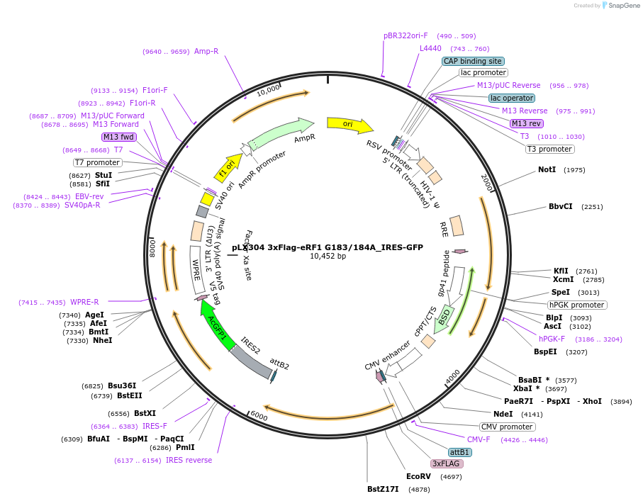 198394-plasmid-map-sequence-id-390450
