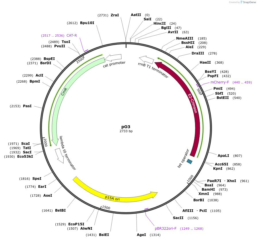 193748-plasmid-map-sequence-id-390452