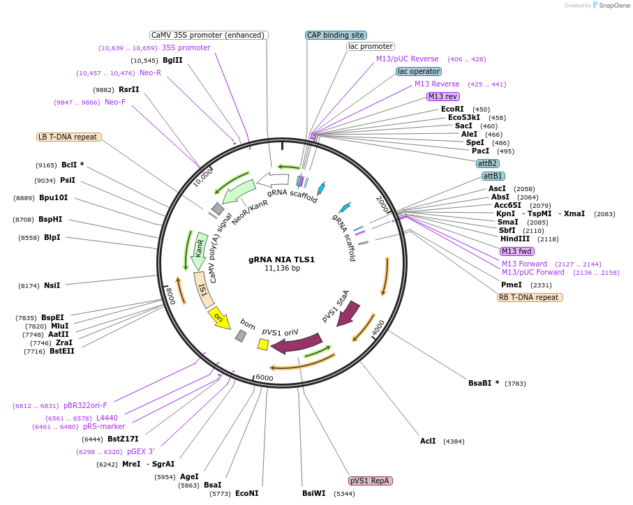 196980-plasmid-map-sequence-id-390456