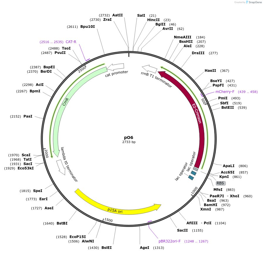 193747-plasmid-map-sequence-id-390458