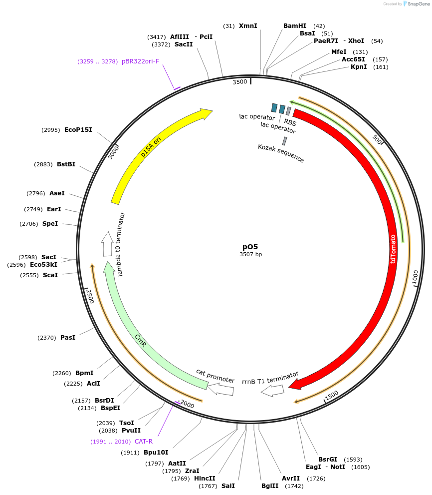 193749-plasmid-map-sequence-id-390459