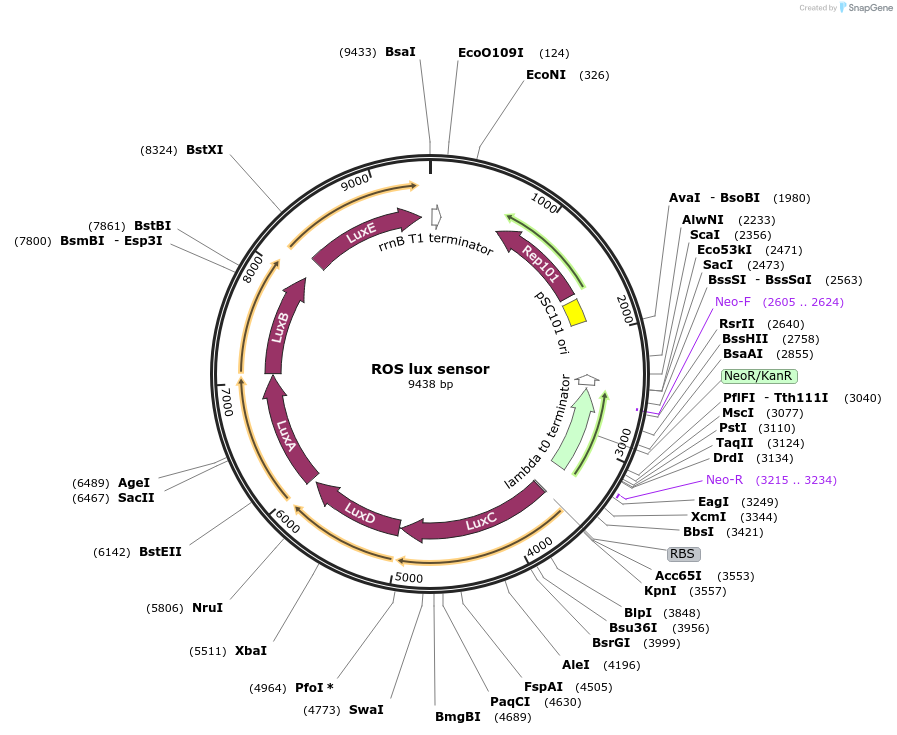 199791-plasmid-map-sequence-id-390462
