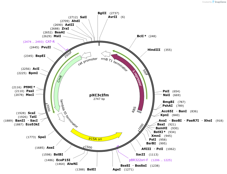 193750-plasmid-map-sequence-id-390463