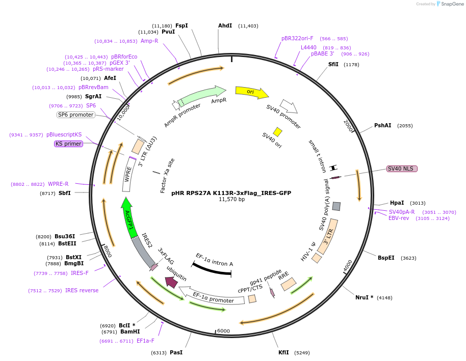198391-plasmid-map-sequence-id-390464