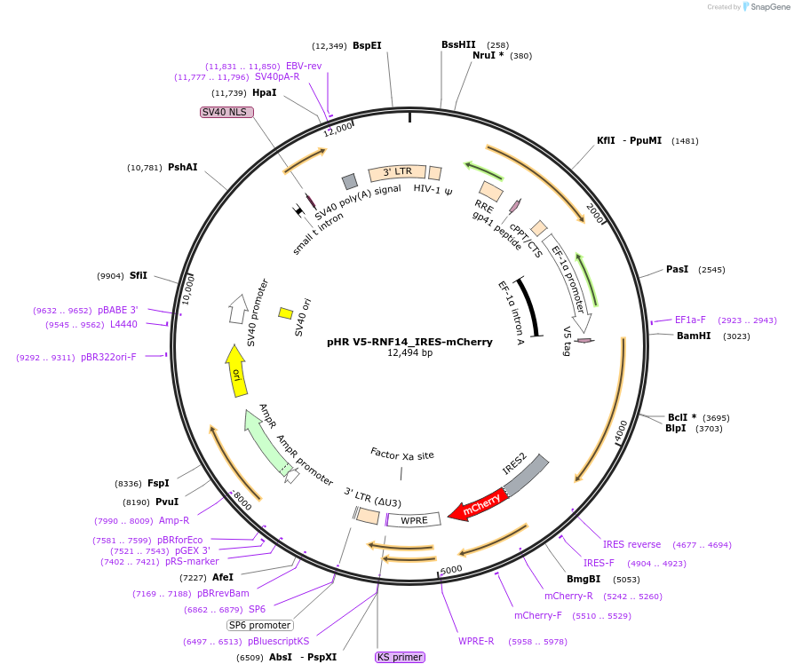 198384-plasmid-map-sequence-id-390466