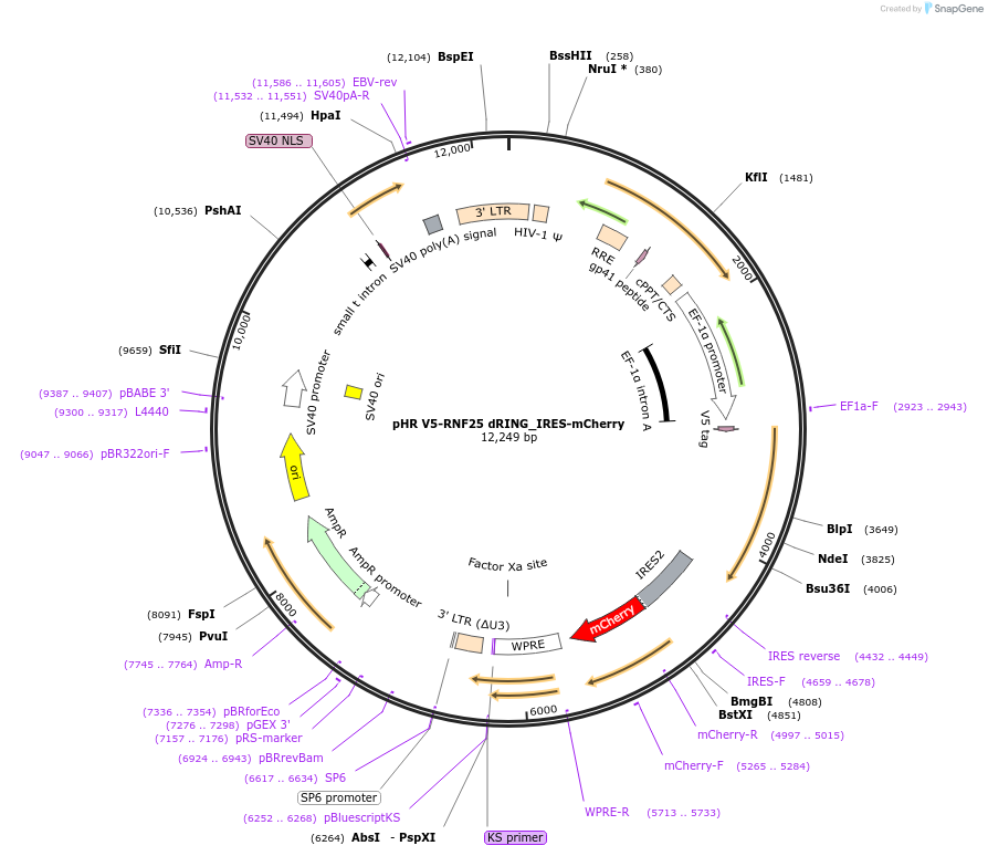 198387-plasmid-map-sequence-id-390467