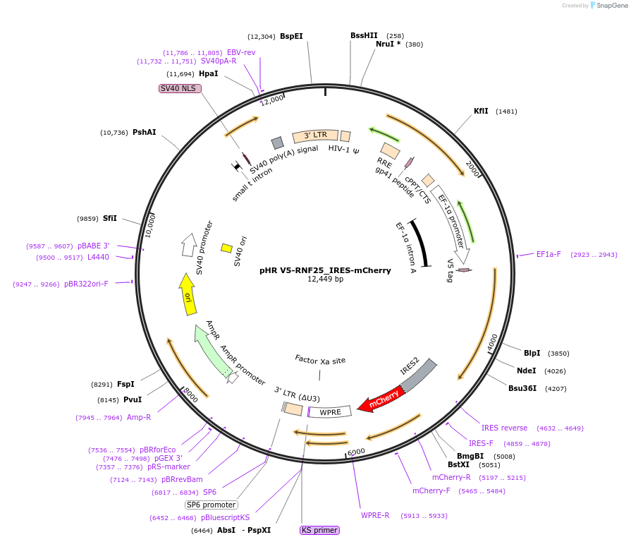 198386-plasmid-map-sequence-id-390470