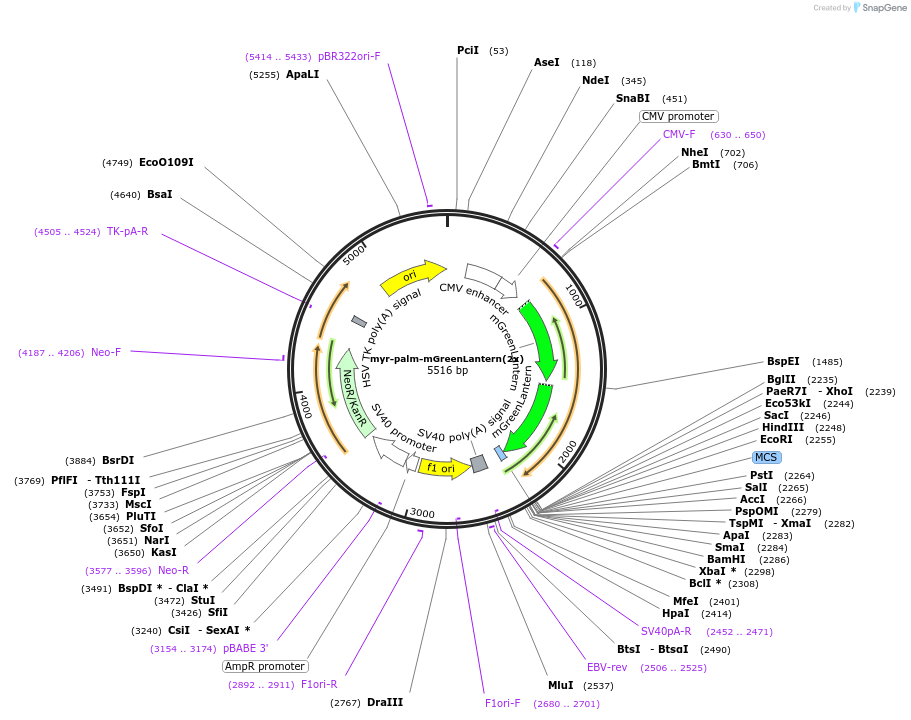 197923-plasmid-map-sequence-id-390486