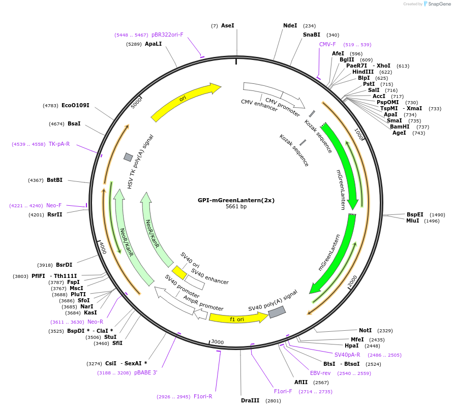 197917-plasmid-map-sequence-id-390487
