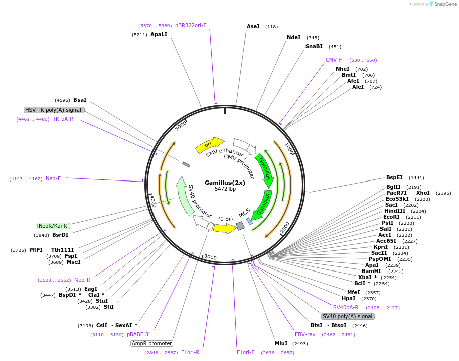197927-plasmid-map-sequence-id-390492