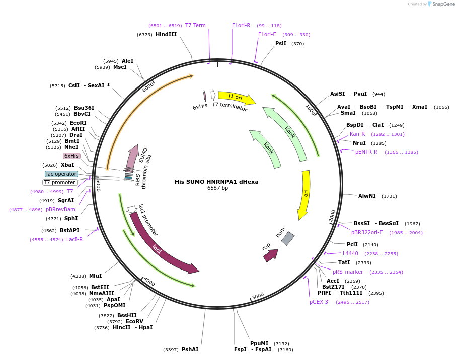 197013-plasmid-map-sequence-id-390500