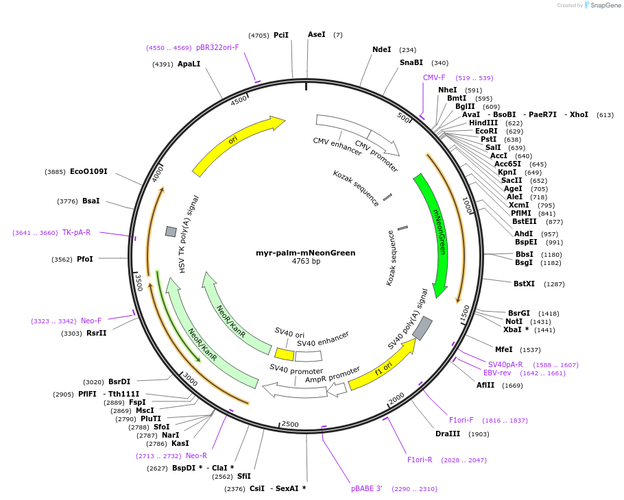 197918-plasmid-map-sequence-id-390501