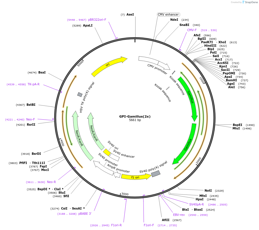 197915-plasmid-map-sequence-id-390502