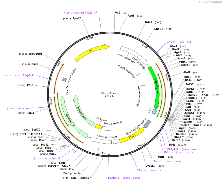 197924-plasmid-map-sequence-id-390516