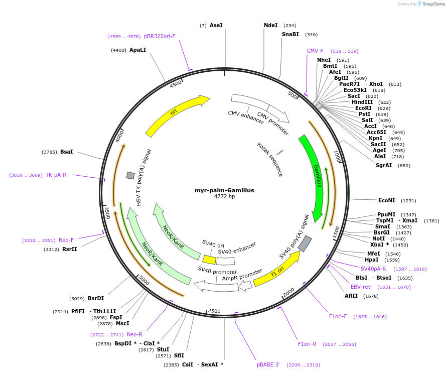 197920-plasmid-map-sequence-id-390517