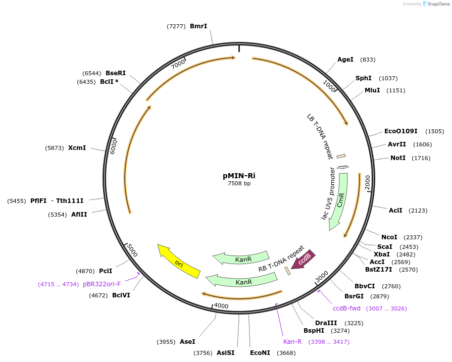 197784-plasmid-map-sequence-id-390529