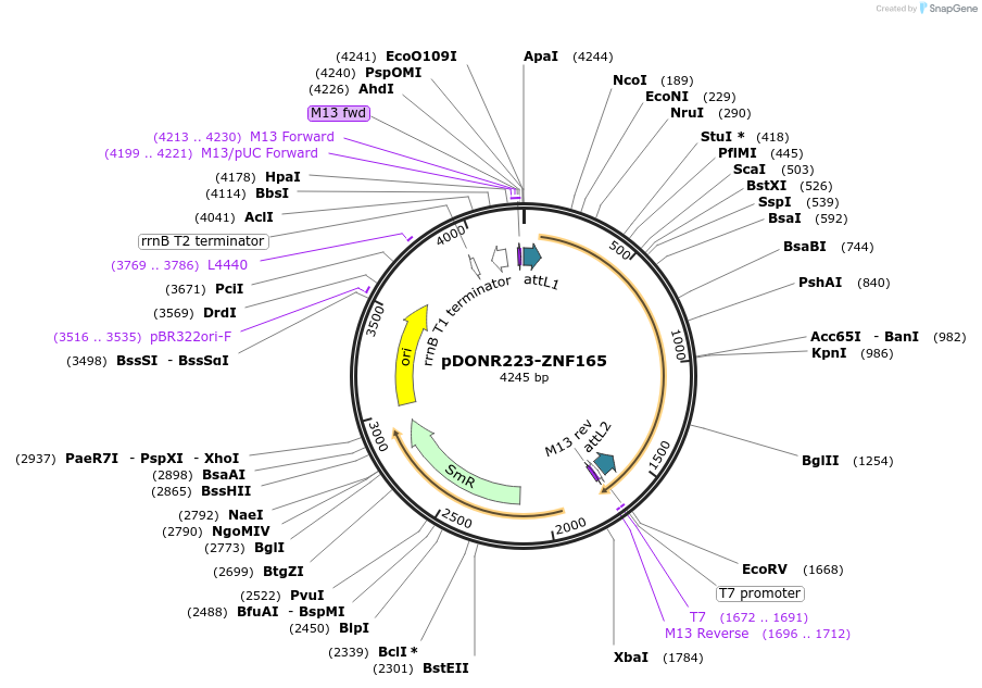 88444-plasmid-map-sequence-id-390534
