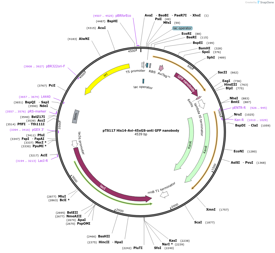 199370-plasmid-map-sequence-id-390537