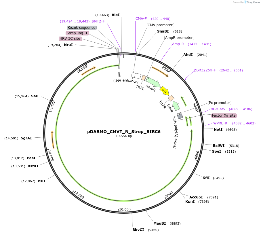 197972-plasmid-map-sequence-id-390540