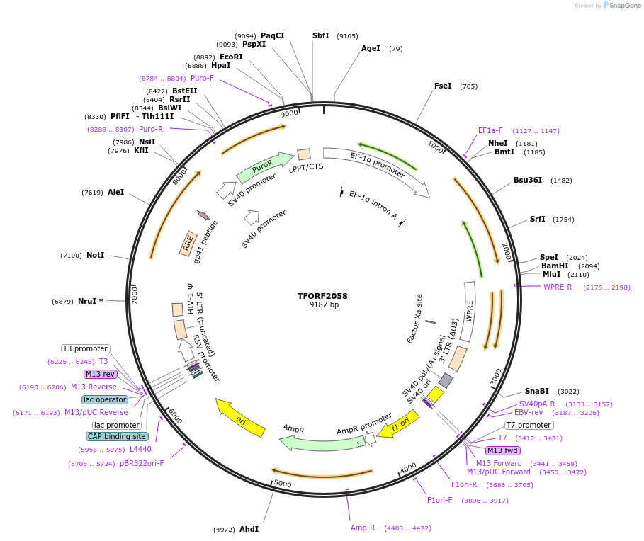141898-plasmid-map-sequence-id-390544