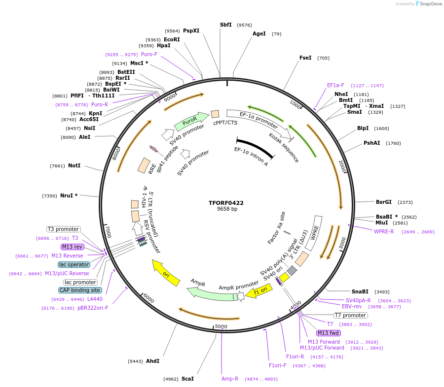 141614-plasmid-map-sequence-id-390548