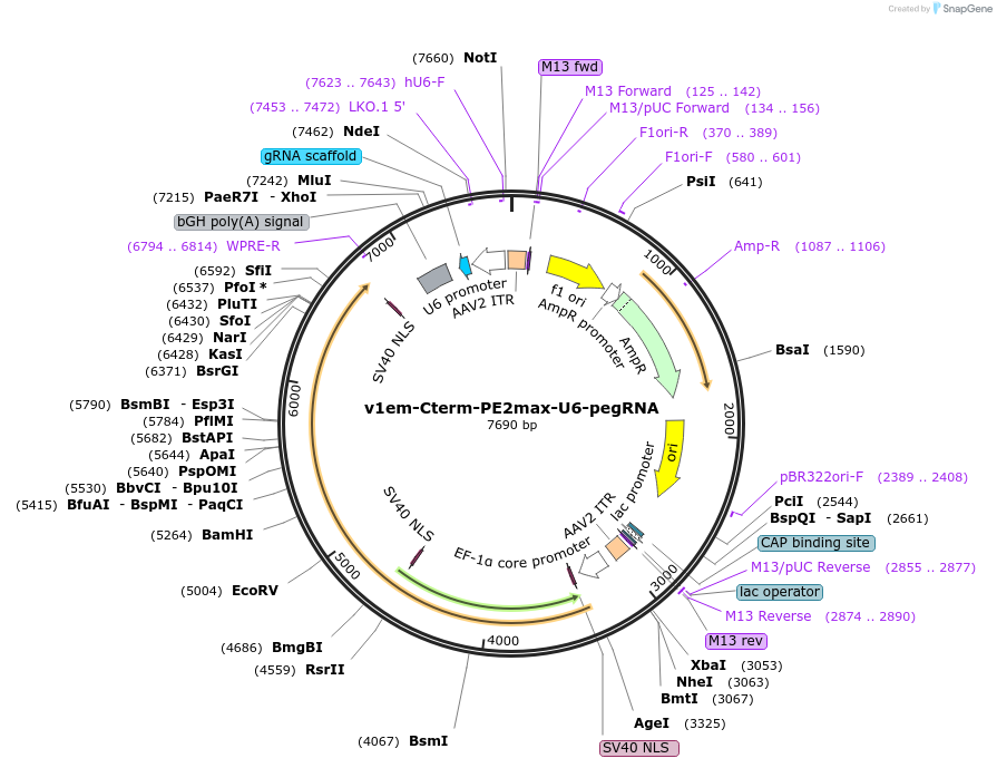 198733-plasmid-map-sequence-id-390551