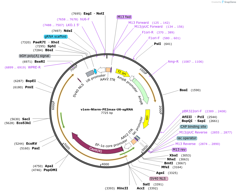 198732-plasmid-map-sequence-id-390553