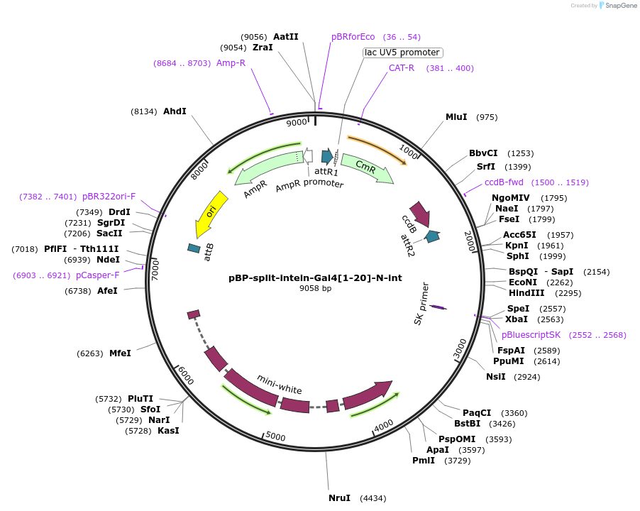 199201-plasmid-map-sequence-id-390576