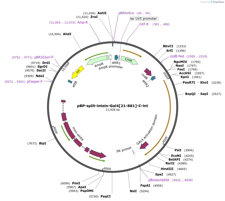 199202-plasmid-map-sequence-id-390582