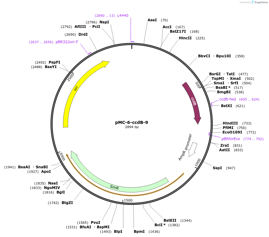 197812-plasmid-map-sequence-id-390587