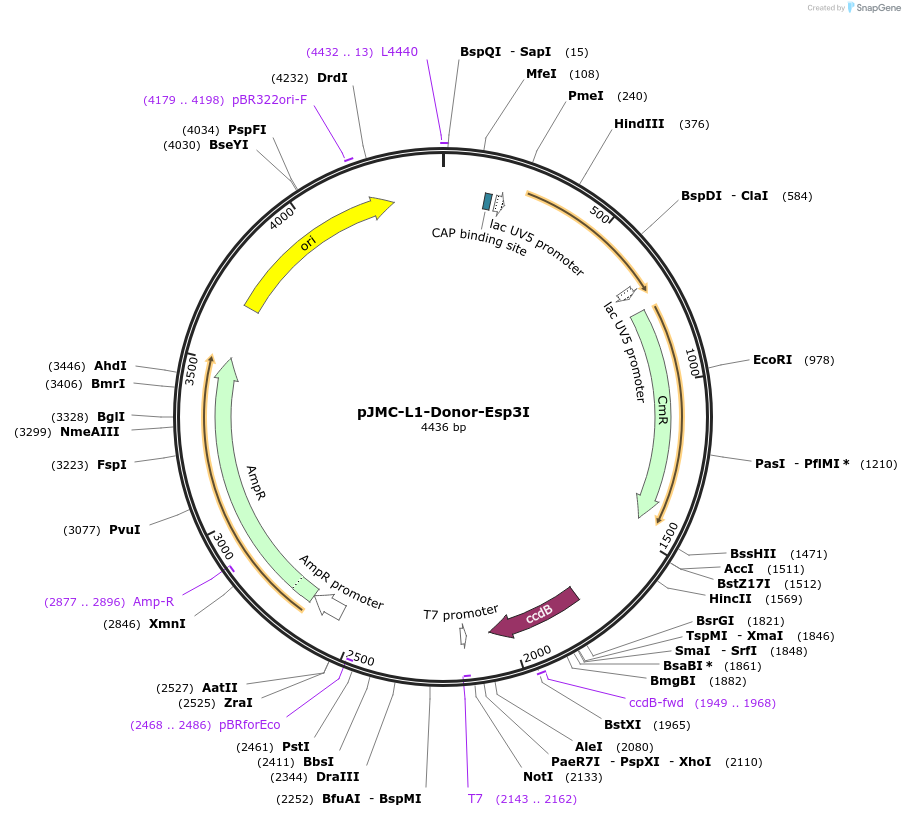 197842-plasmid-map-sequence-id-390615