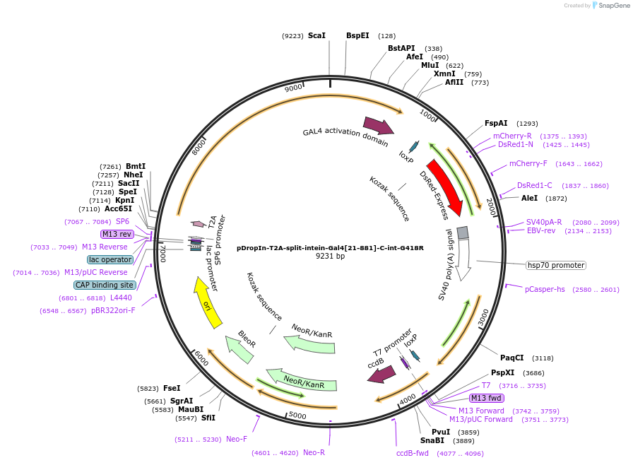 199198-plasmid-map-sequence-id-390618