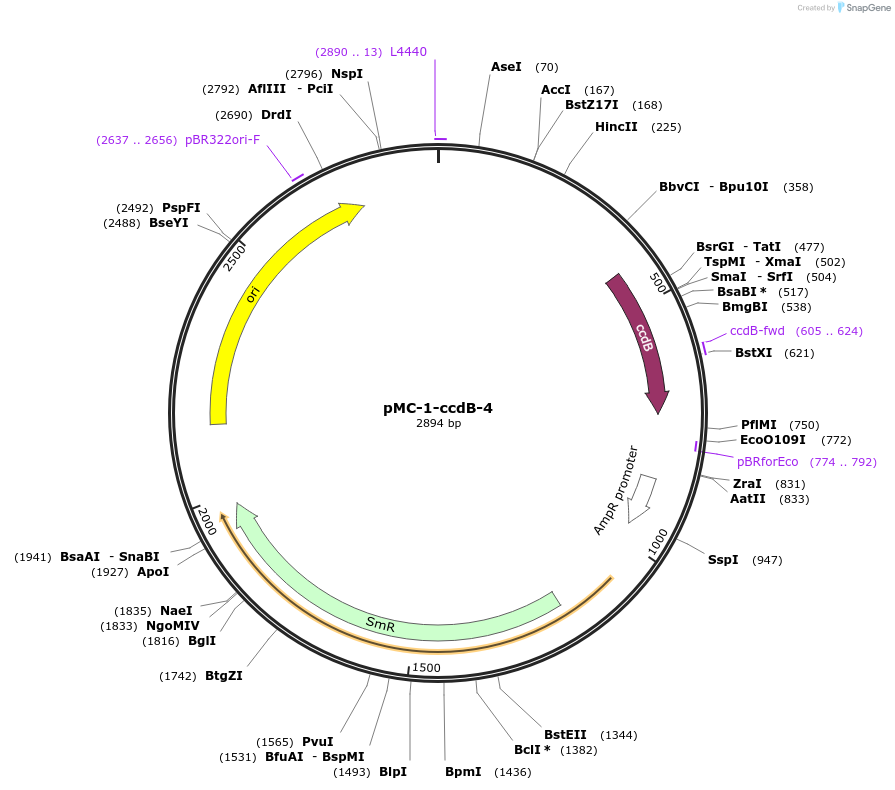 197814-plasmid-map-sequence-id-390624