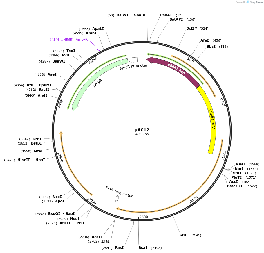 197406-plasmid-map-sequence-id-390630