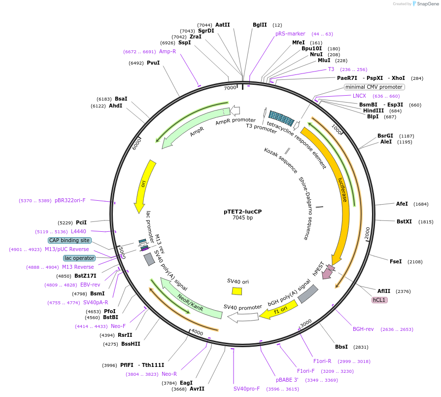 198353-plasmid-map-sequence-id-390641