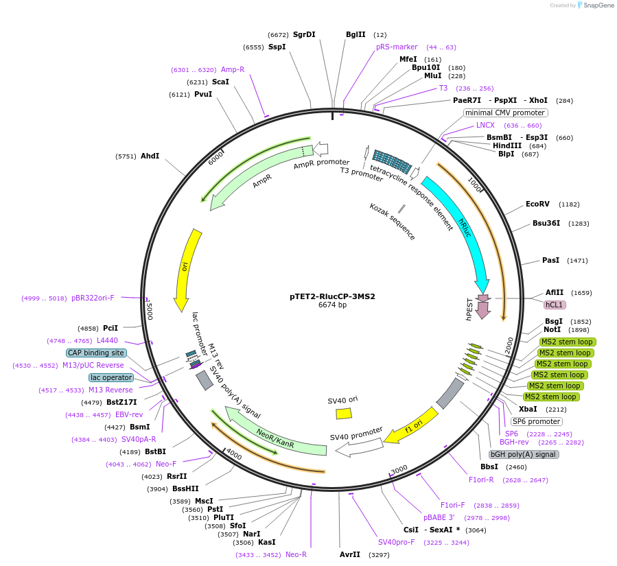 198354-plasmid-map-sequence-id-390643