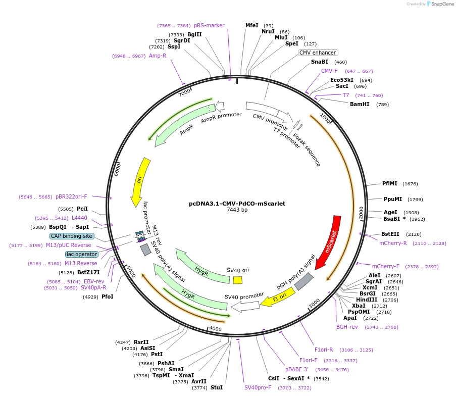 198507-plasmid-map-sequence-id-390650