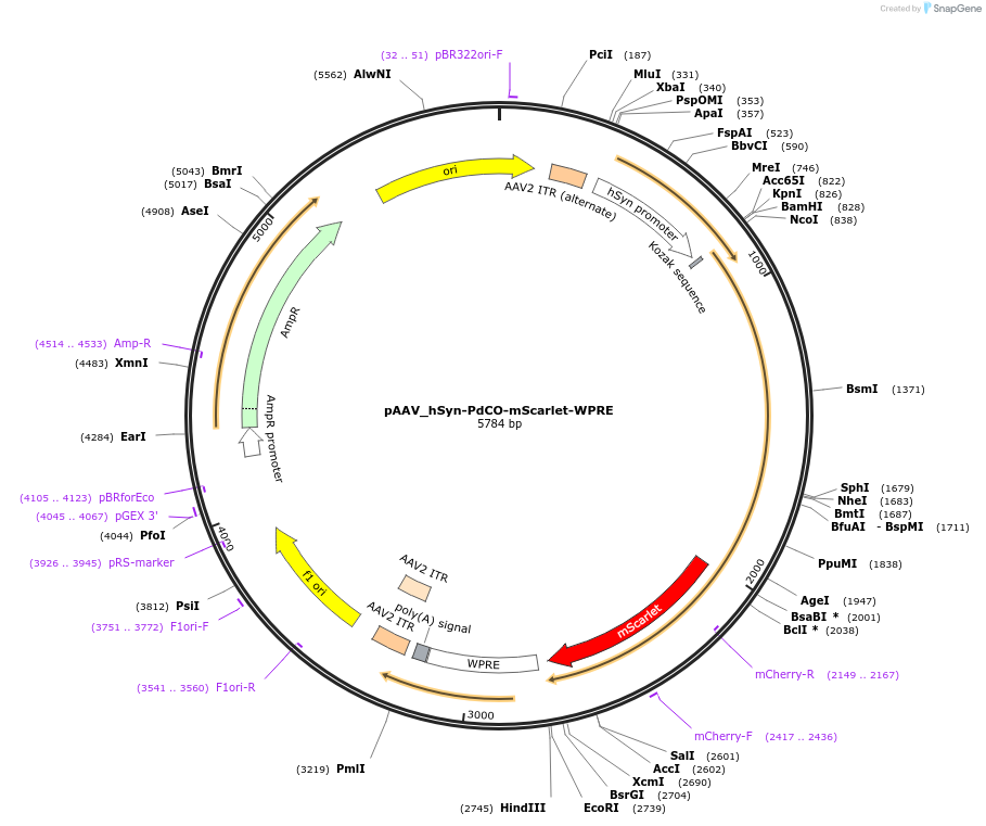 198510-plasmid-map-sequence-id-390652