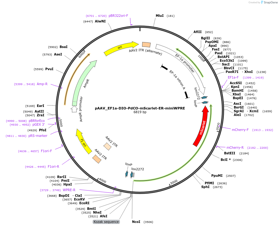 198516-plasmid-map-sequence-id-390653
