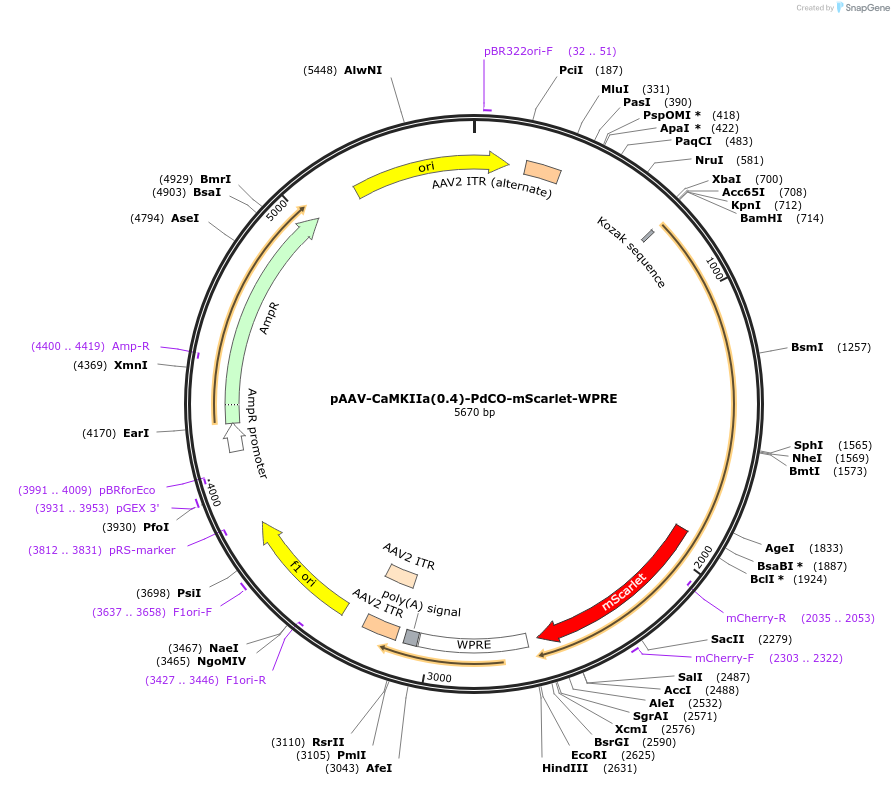 198508-plasmid-map-sequence-id-390696