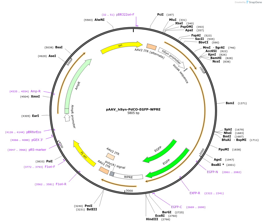 198513-plasmid-map-sequence-id-390699