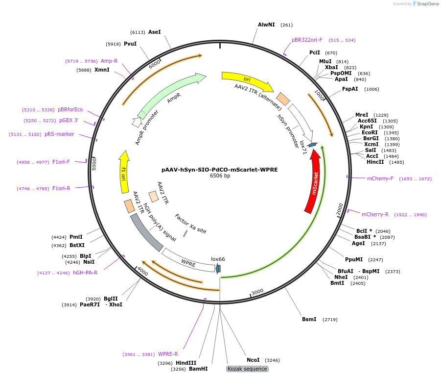 198509-plasmid-map-sequence-id-390701