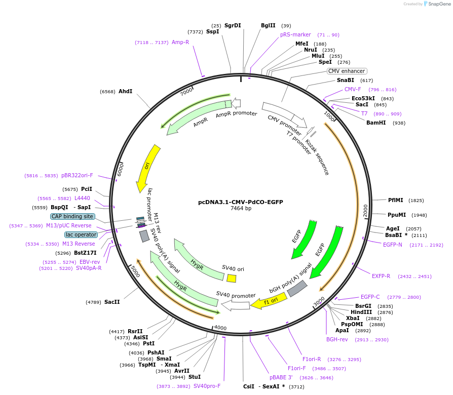 198512-plasmid-map-sequence-id-390702