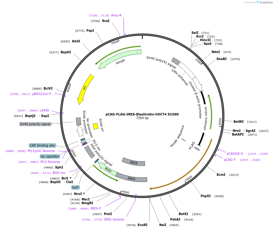 198765-plasmid-map-sequence-id-390732