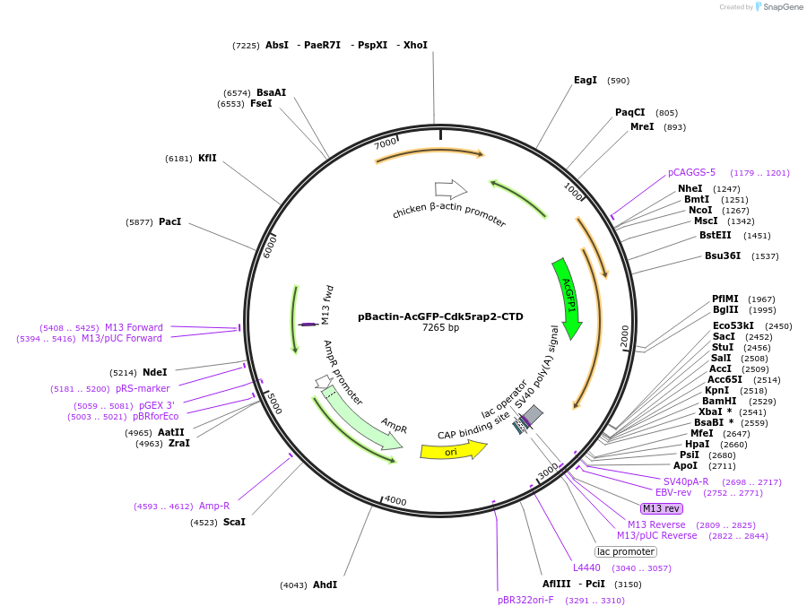 196853-plasmid-map-sequence-id-390738