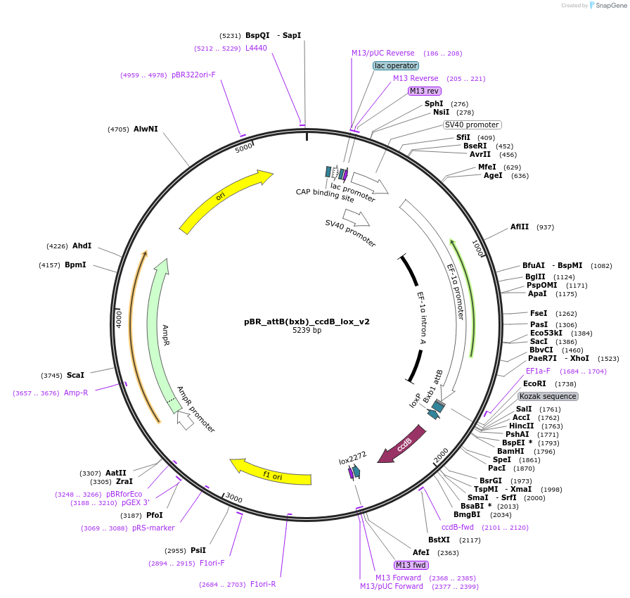 198040-plasmid-map-sequence-id-390741