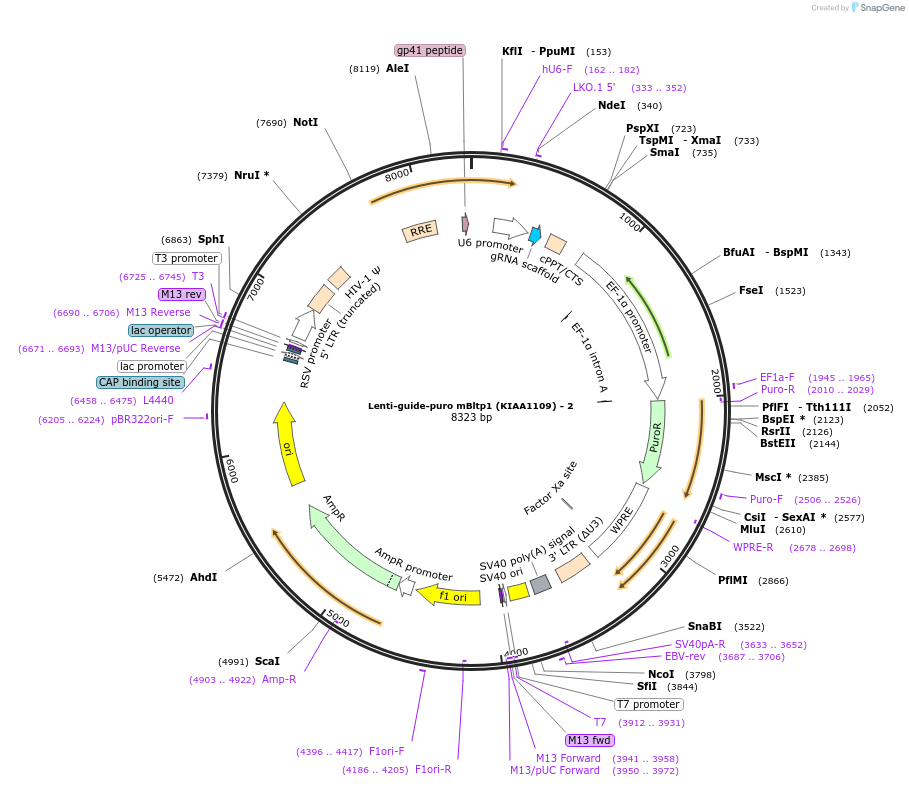 198490-plasmid-map-sequence-id-390779