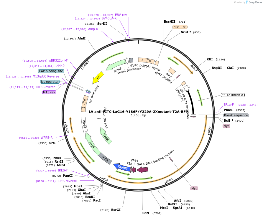 194934-plasmid-map-sequence-id-390784
