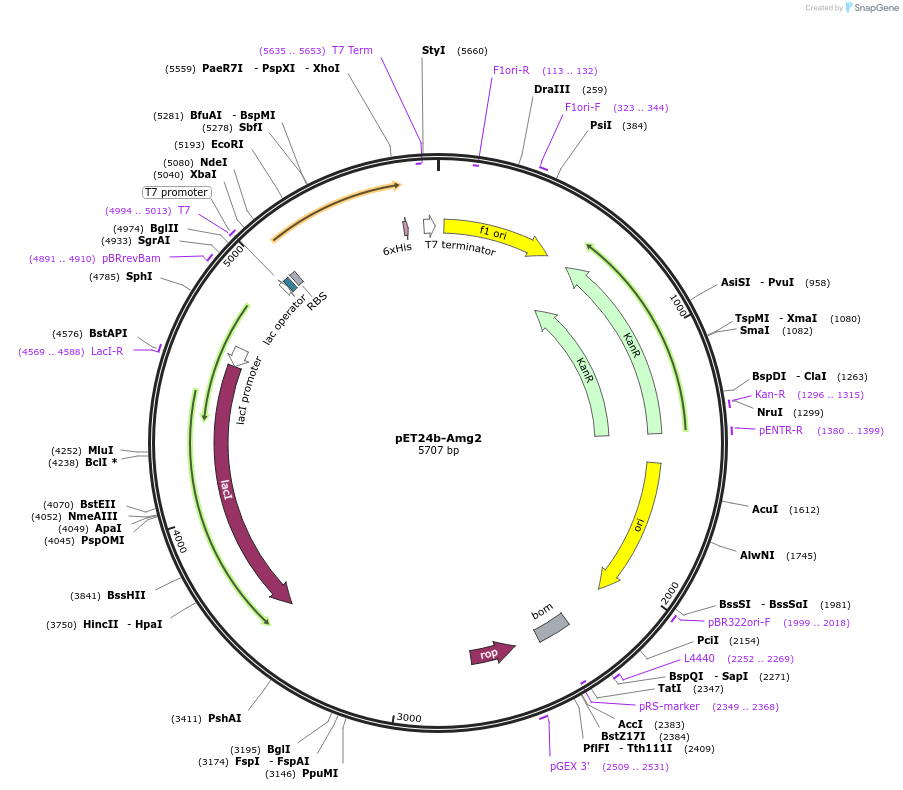 199434-plasmid-map-sequence-id-390786